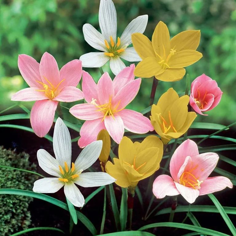 Esőorchidea hagymák – virágzás egy újabb eső után